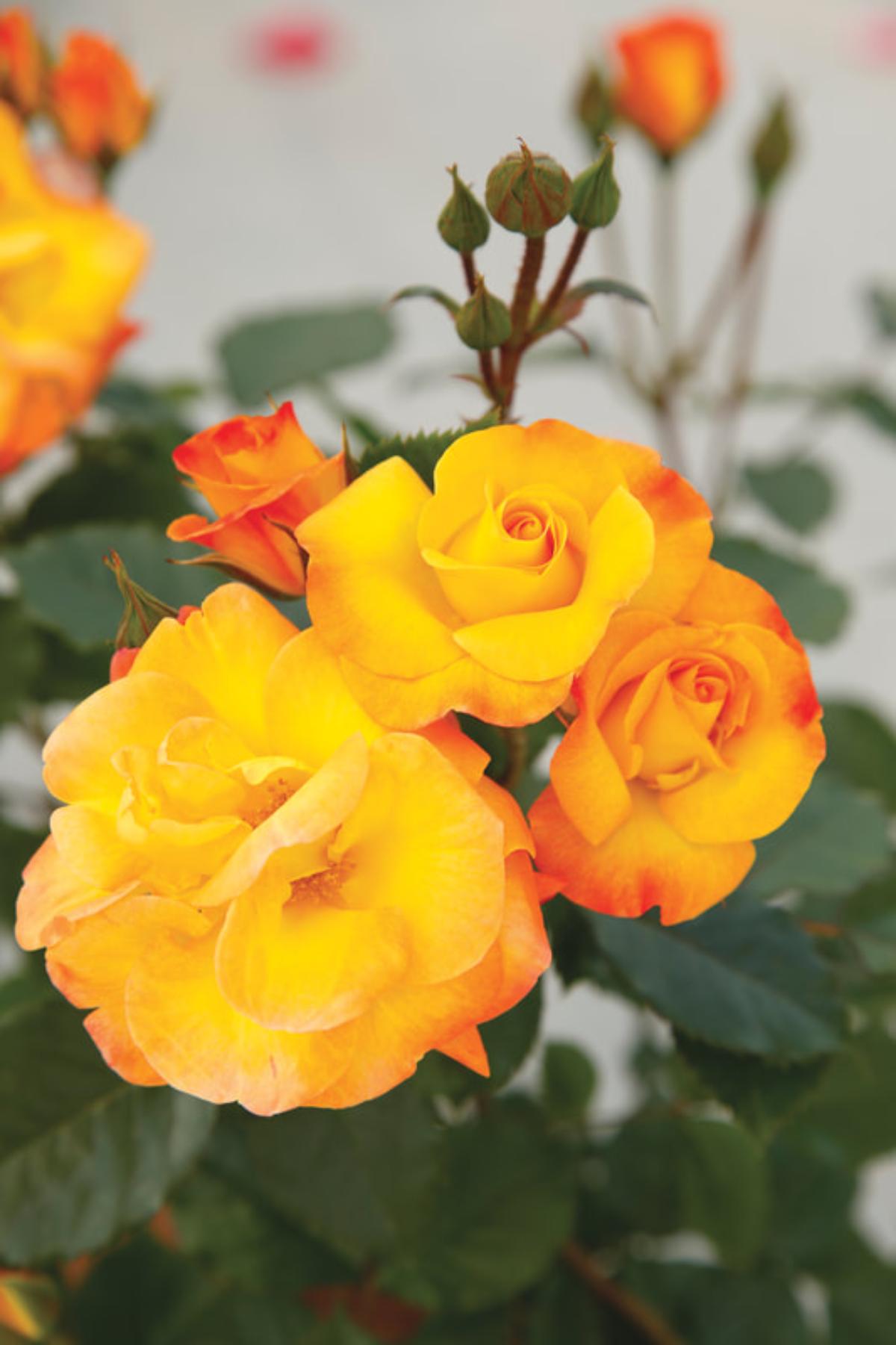Fiesta Veranda Rose