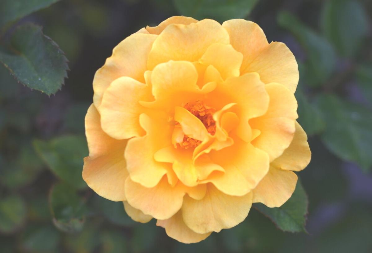 Firefly (aka Lantern) Rose