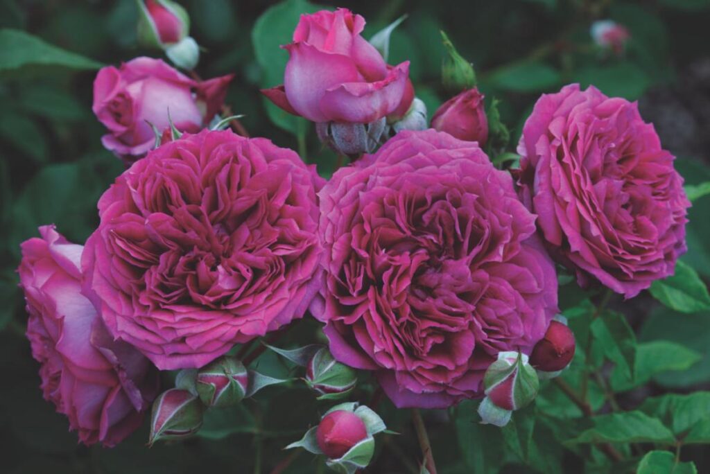 Winning Roses Meet the Winning Roses of the 2025 American Garden Rose Selections ...