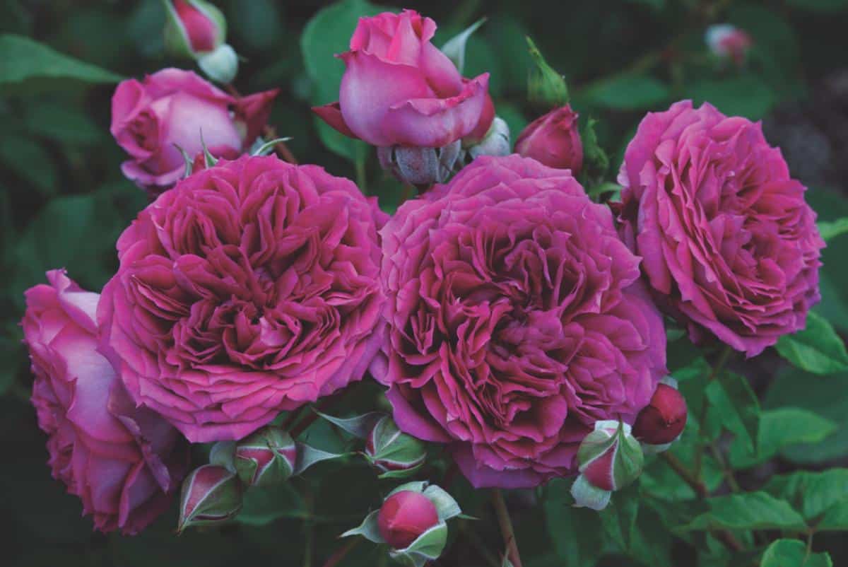 Like No Other Rose