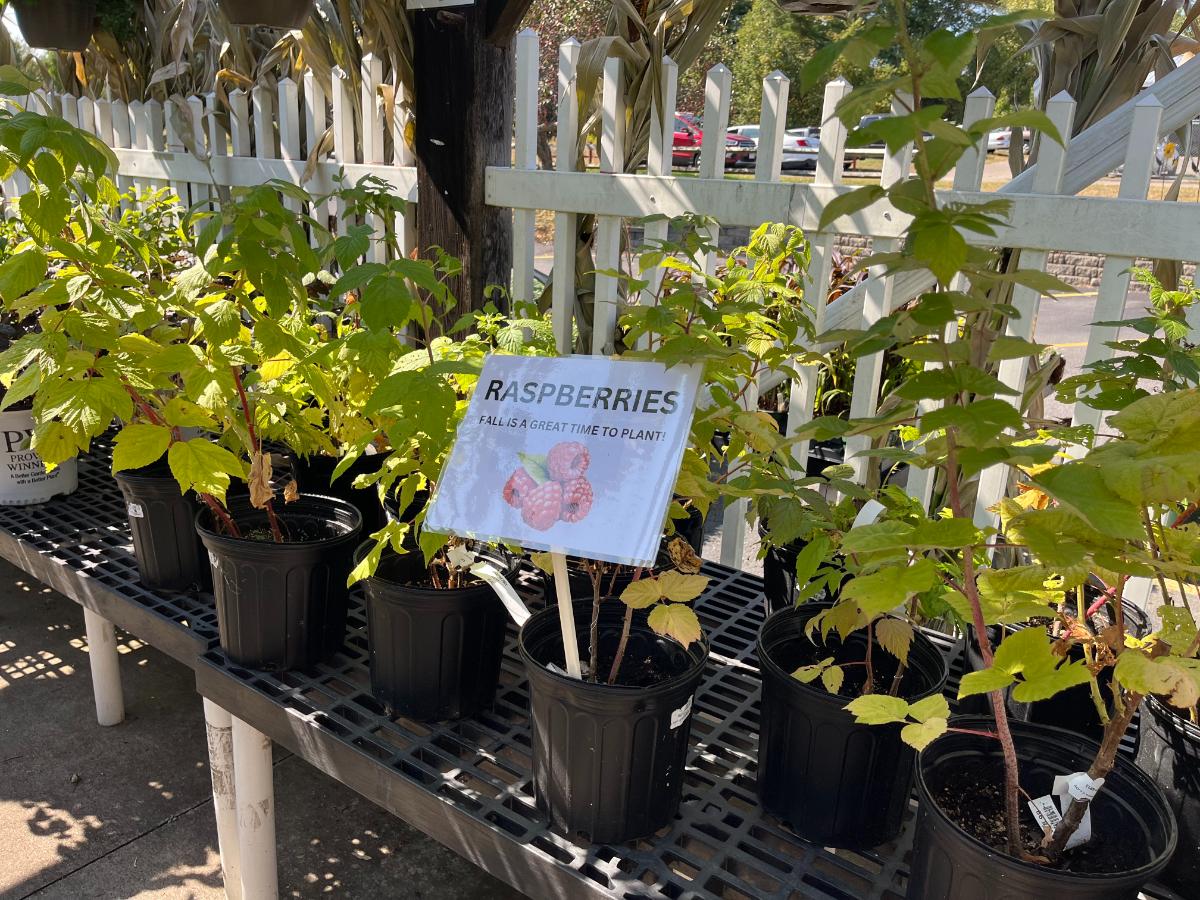 Fall raspberry plant sales on clearance