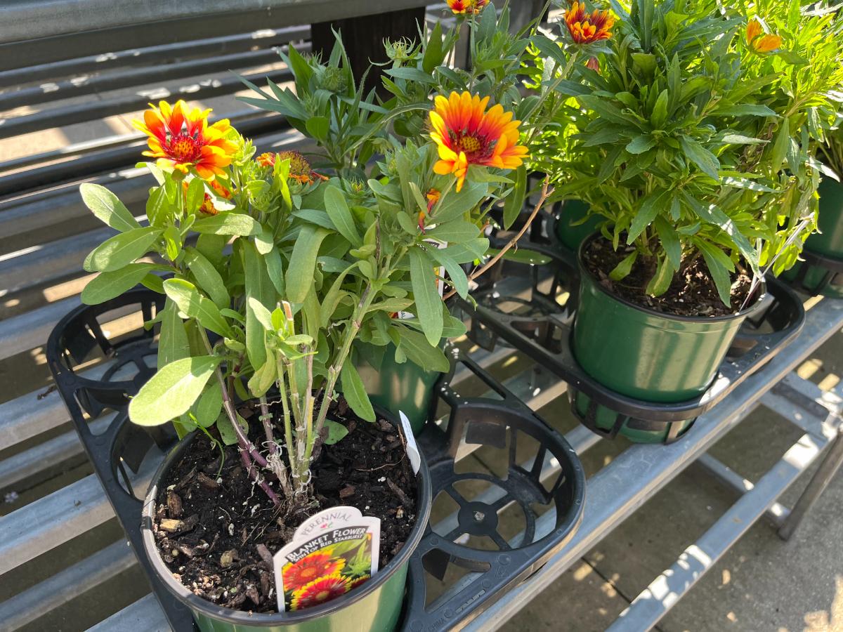 Perennial plants for sale in the late fall