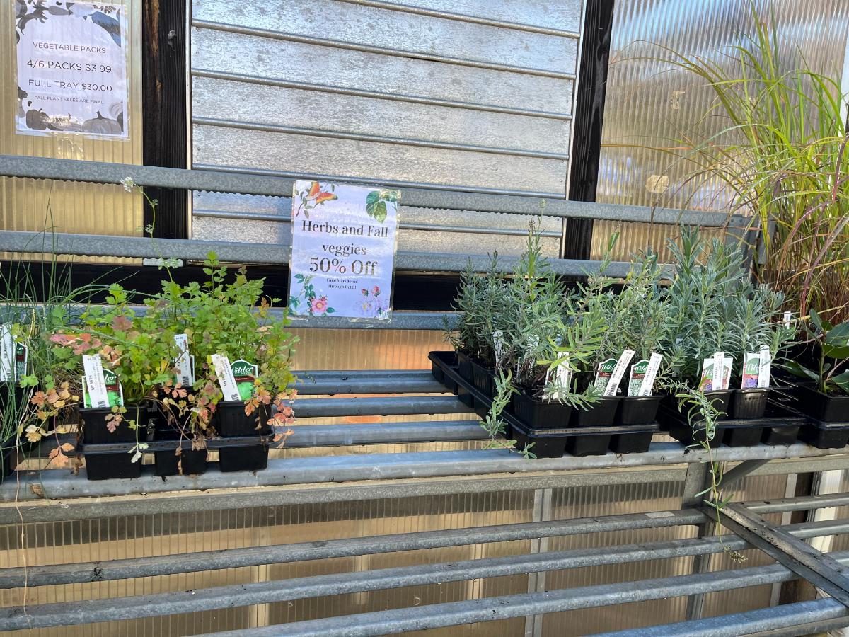 Herb plants on clearance