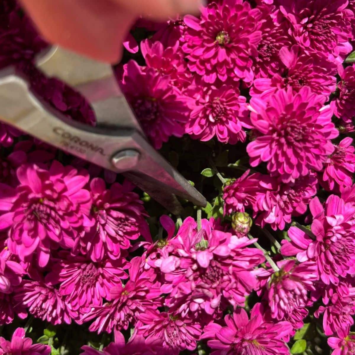 Pruning chrystantemums with scissors.