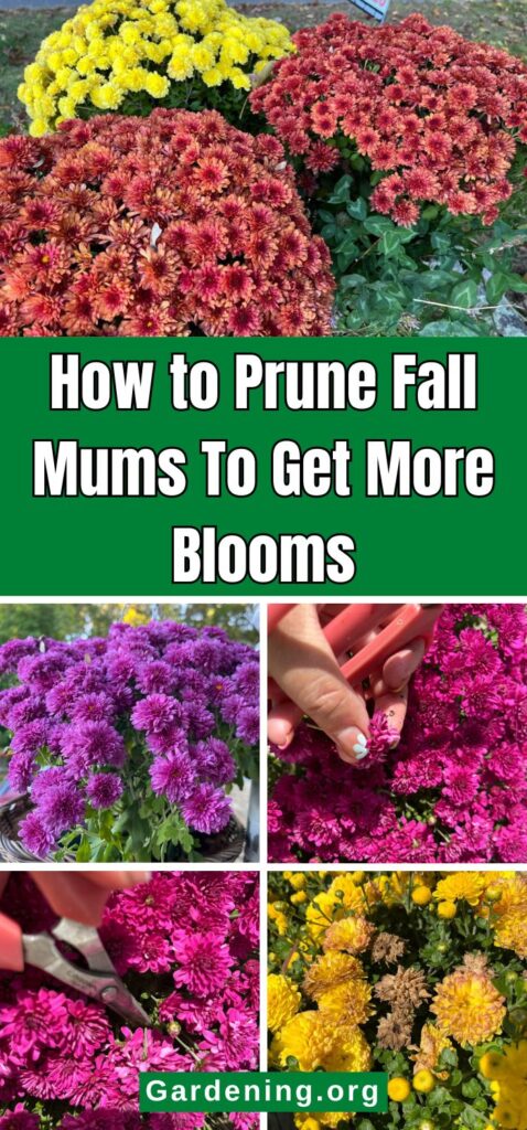 How to Prune Fall Mums To Get More Blooms pinterest image