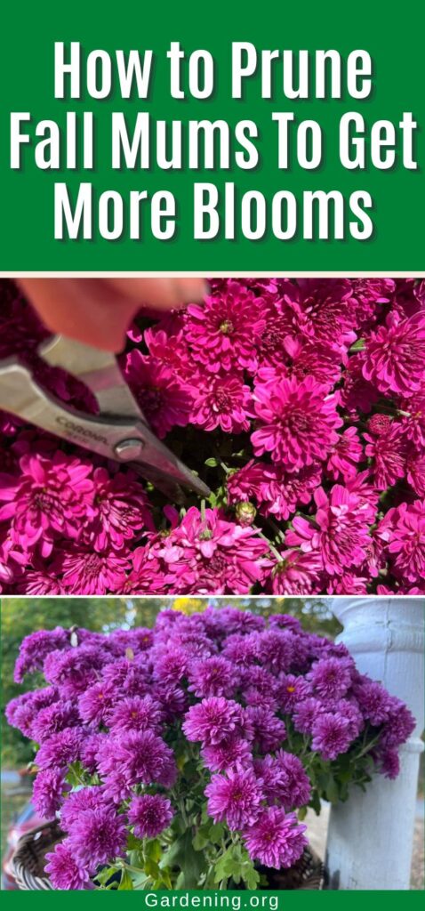 How to Prune Fall Mums To Get More Blooms pinterest image