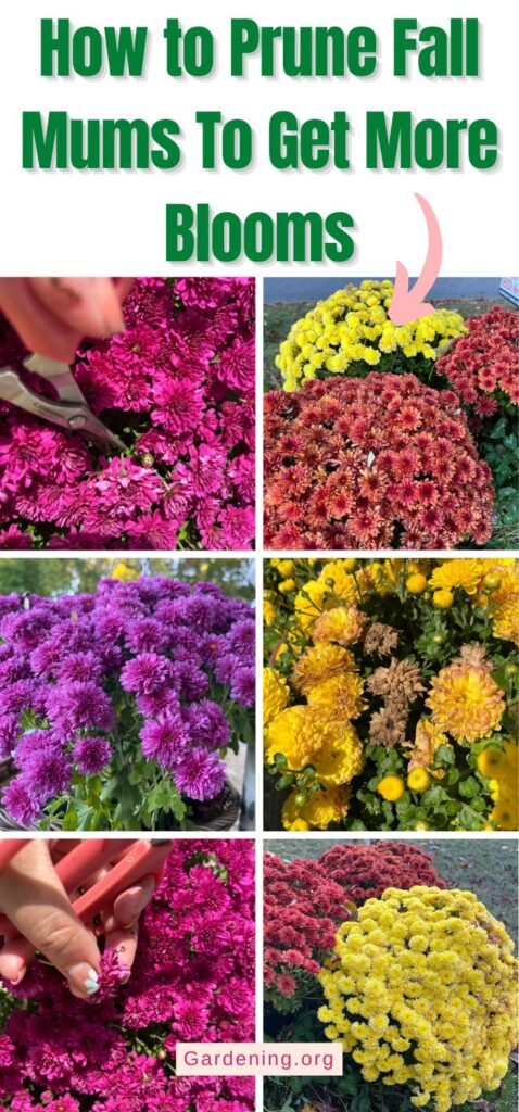 How to Prune Fall Mums To Get More Blooms pinterest image