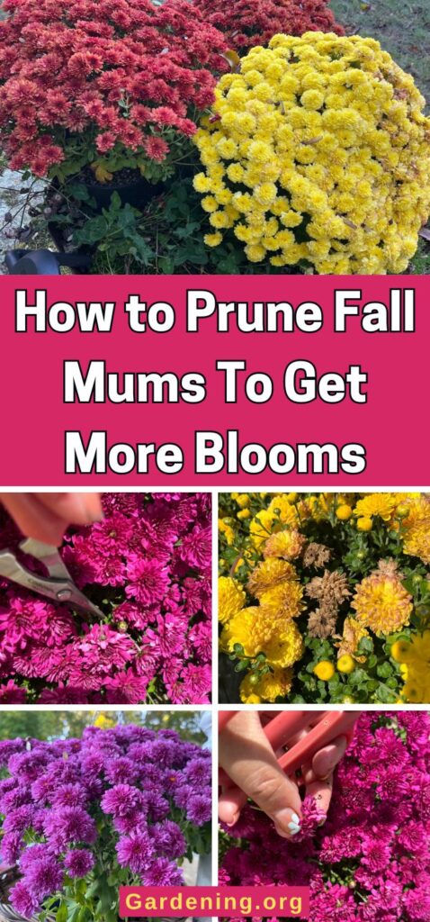 How to Prune Fall Mums To Get More Blooms pinterest image