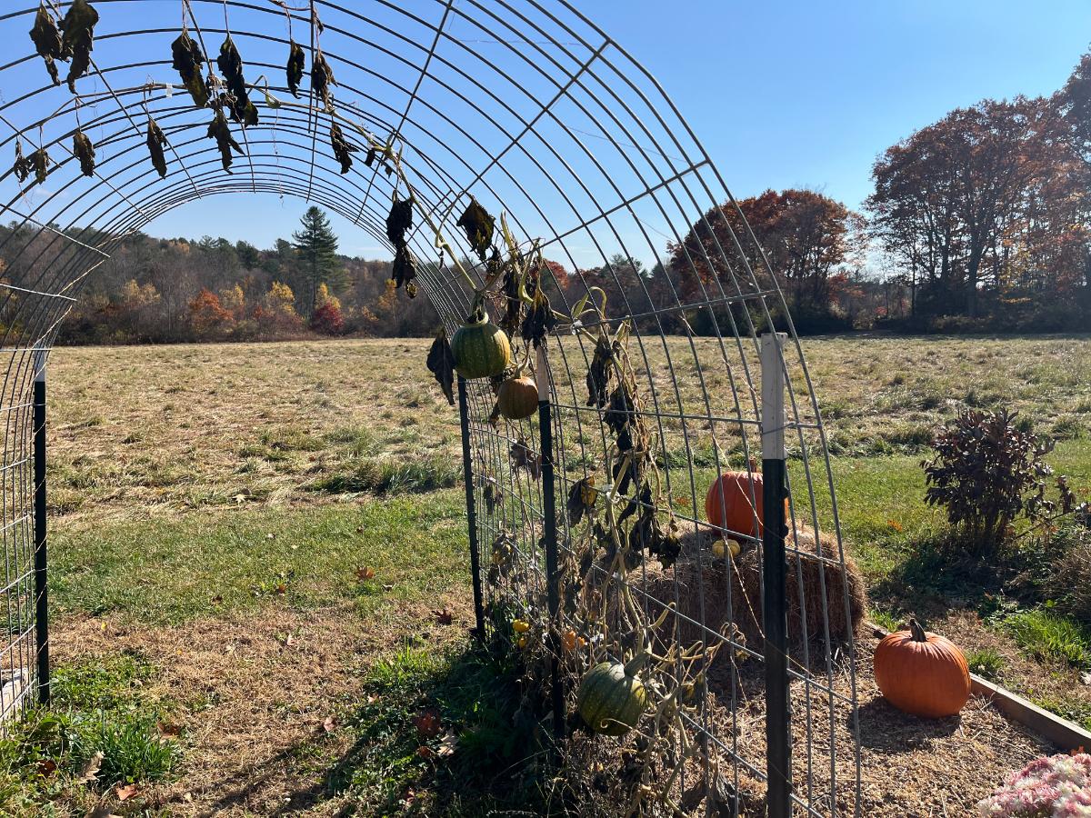 Pumpkin vines killed by fall frost