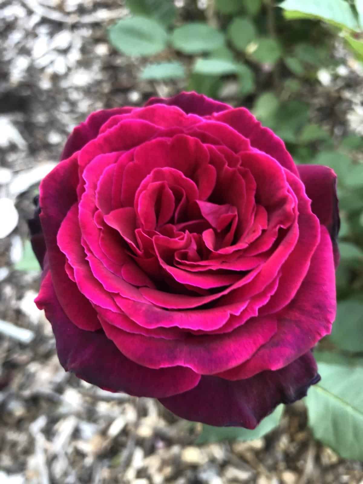 Brindabella Roses™ Crimson Knight