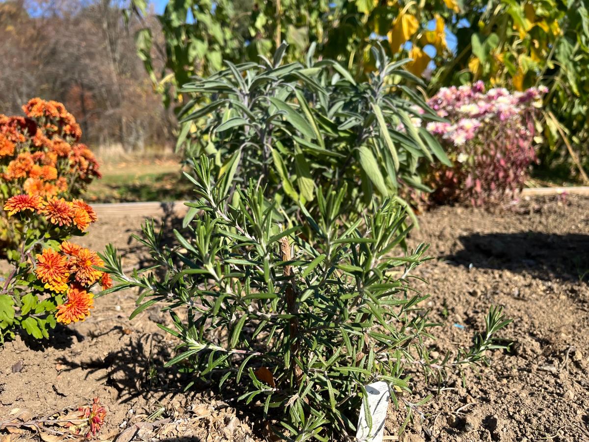 Rosemary and sage after surviving a moderate frost