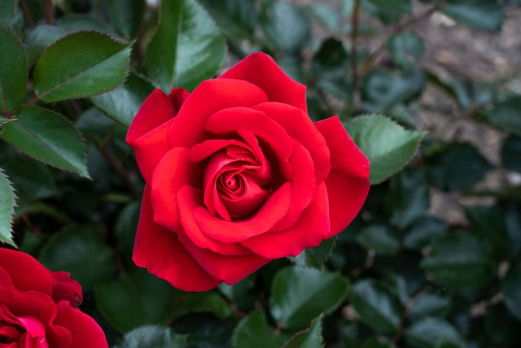 Red Roses Winning Meet the Winning Roses of the 2025 American Garden Rose Selections ...