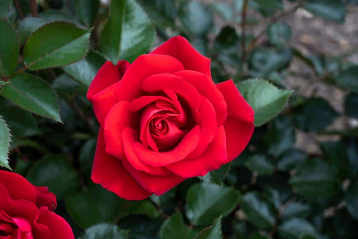 Ruby Red