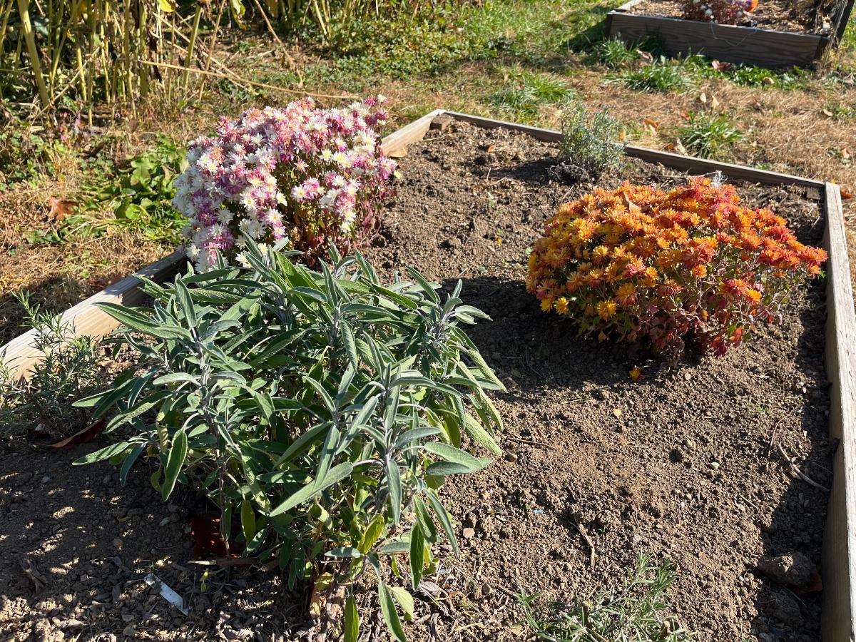 Dry soil in a fall garden bed