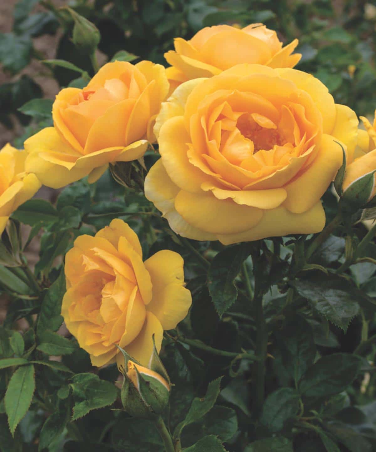 Soaring to Glory Rose honoring US Air Force