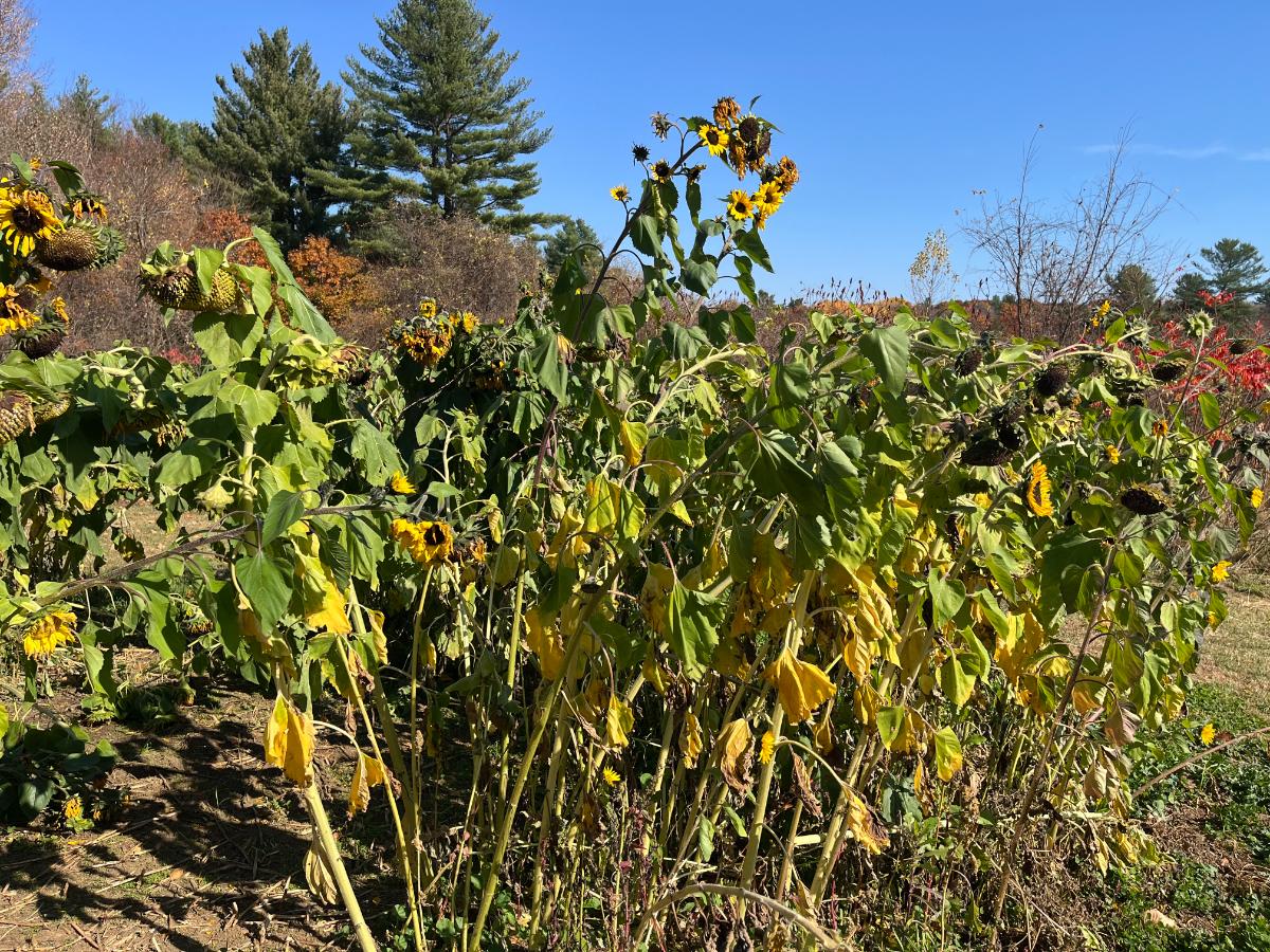 Sunflowers impacted by deeper frost