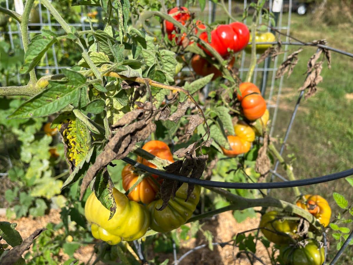 Homegrown tomatoes in the garden