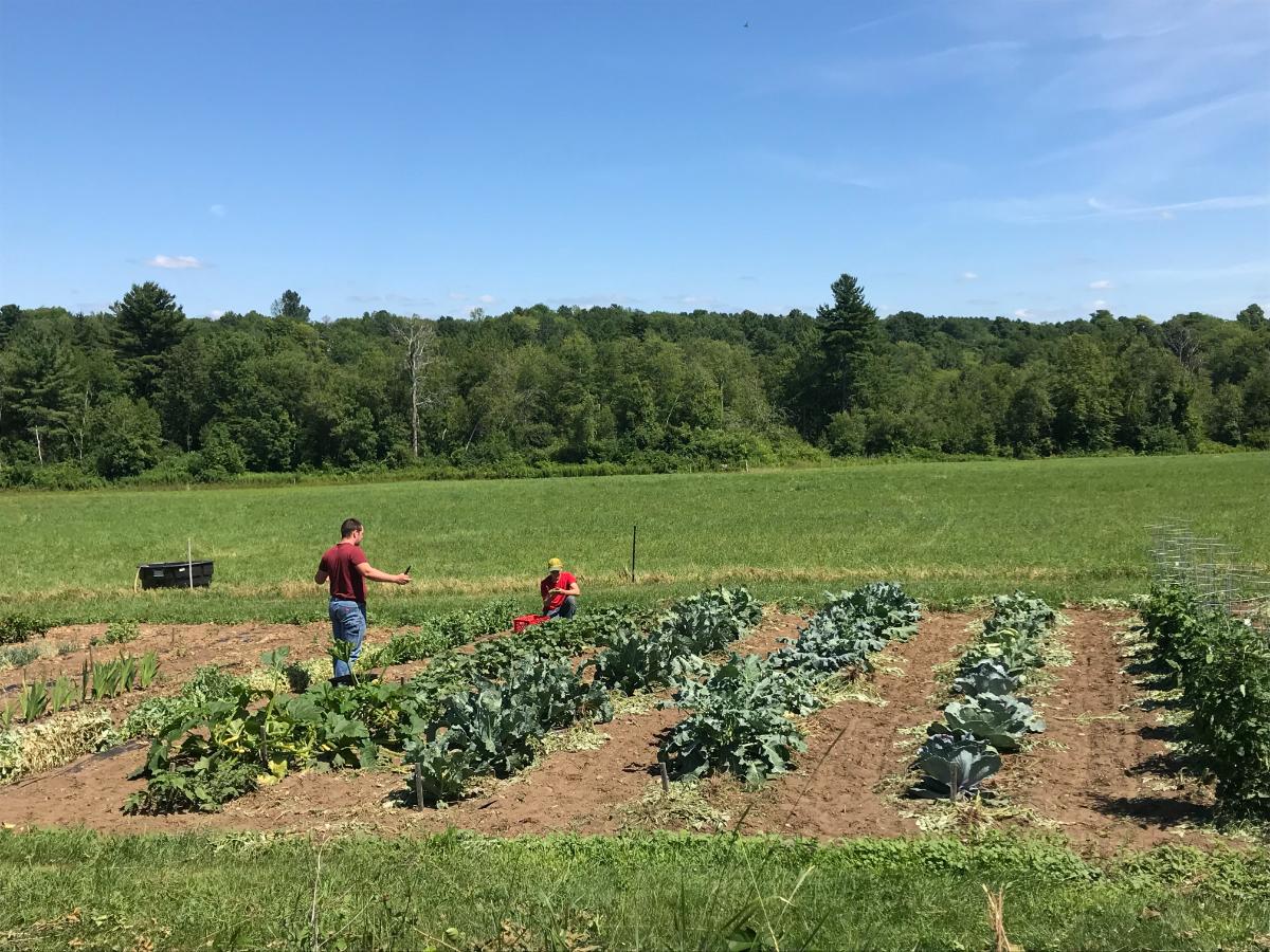 Gardening in a large home garden