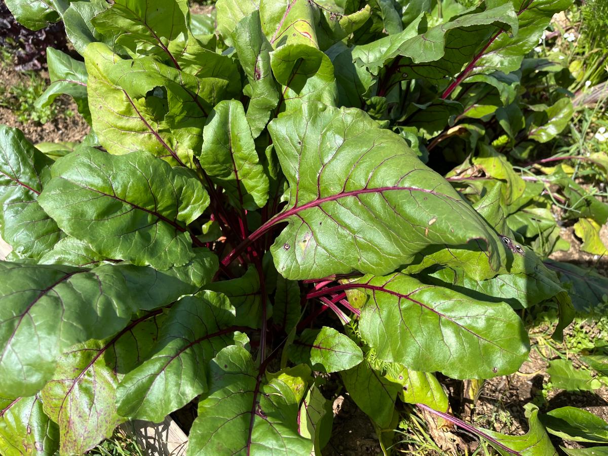 Beet greens on homegrown beets