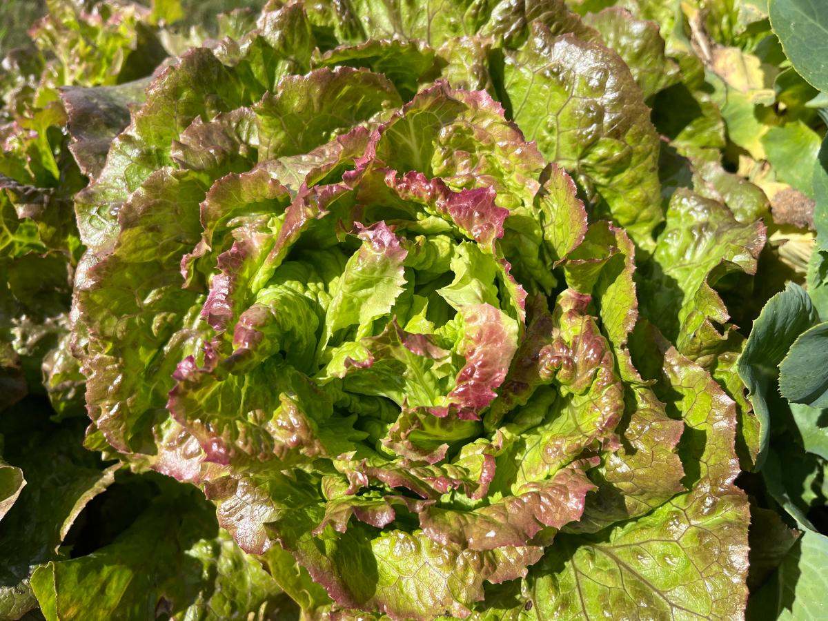 Fresh homegrown lettuce