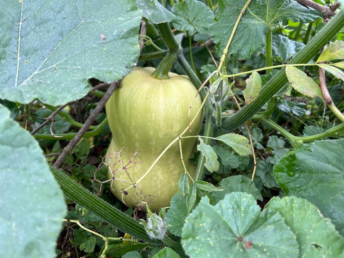 Unripe butternut squash