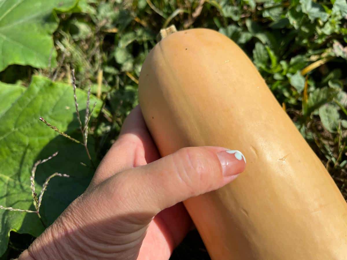 Testing skin on a butternut squash