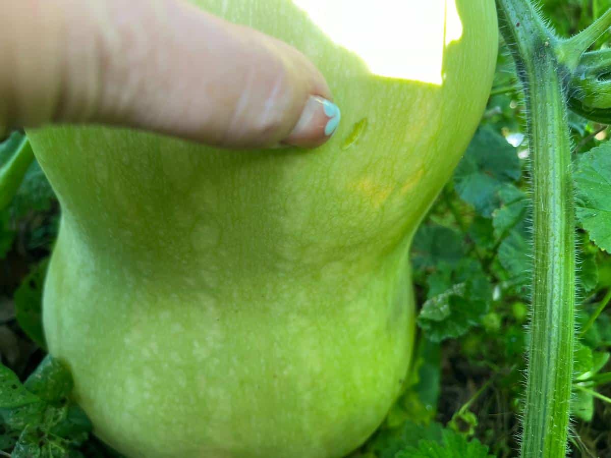 Unripe squash leaving a fingernail mark