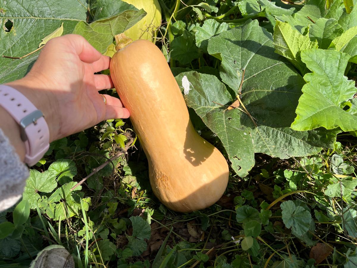 Buff colored butternut squash