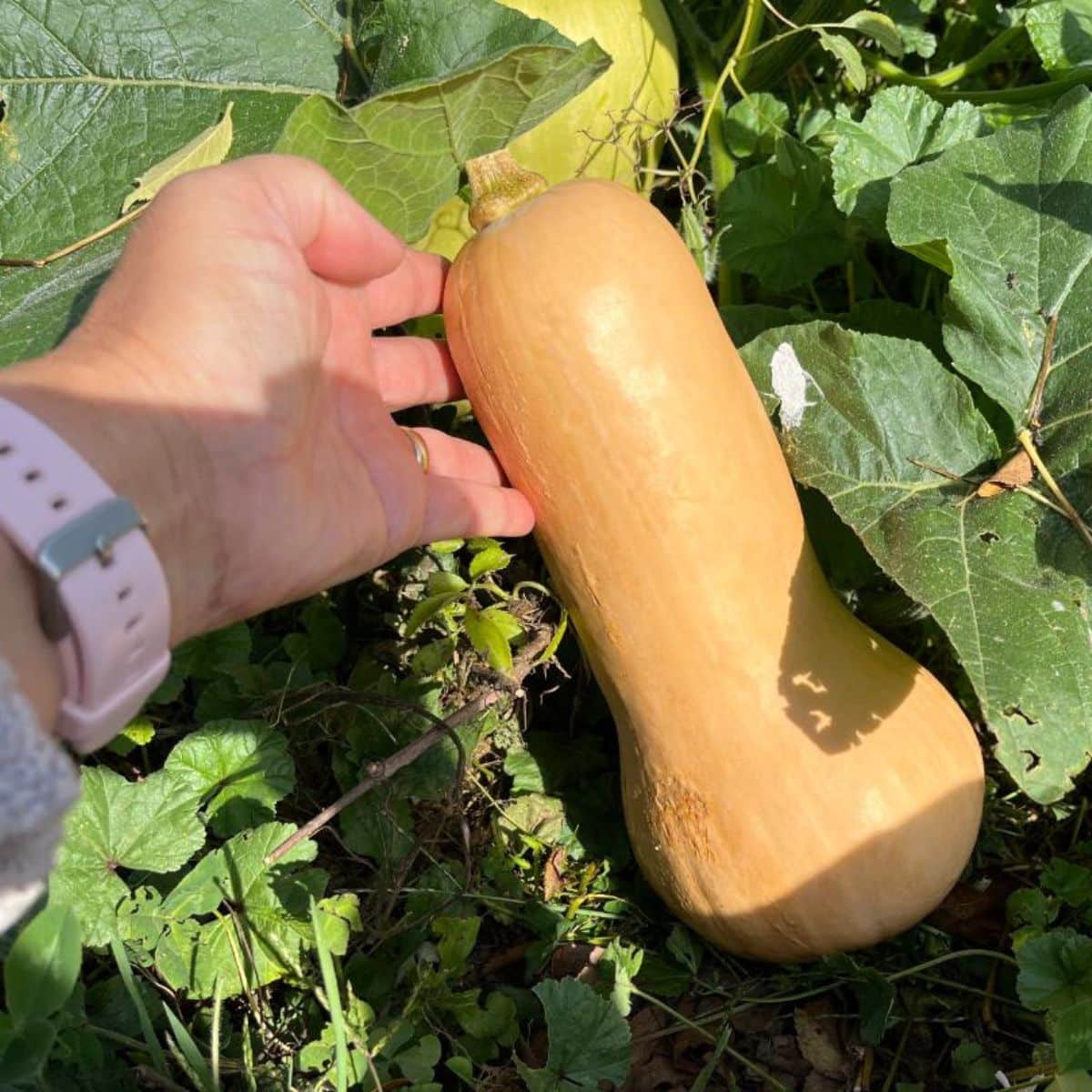 A gardener is choosing a ripe winter squash for harvest.