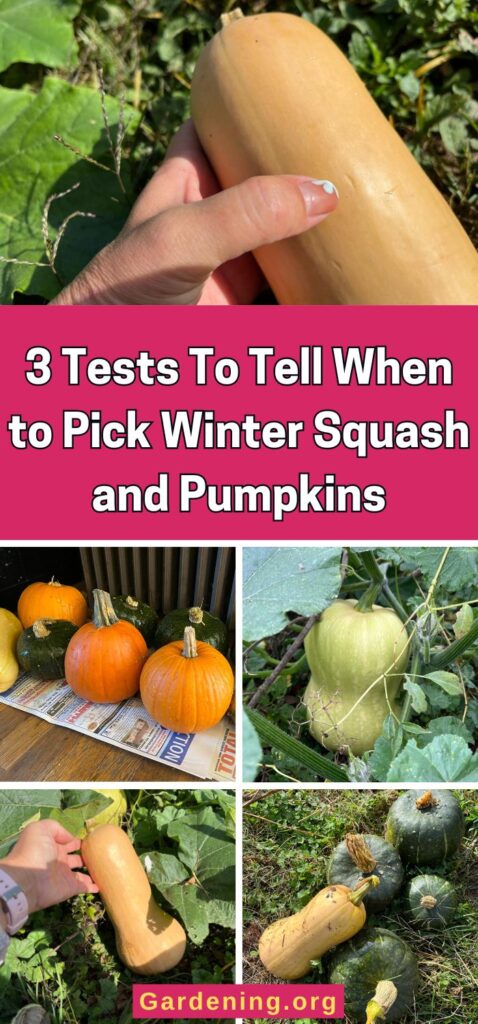 3 Tests To Tell When to Pick Winter Squash and Pumpkins pinterest image