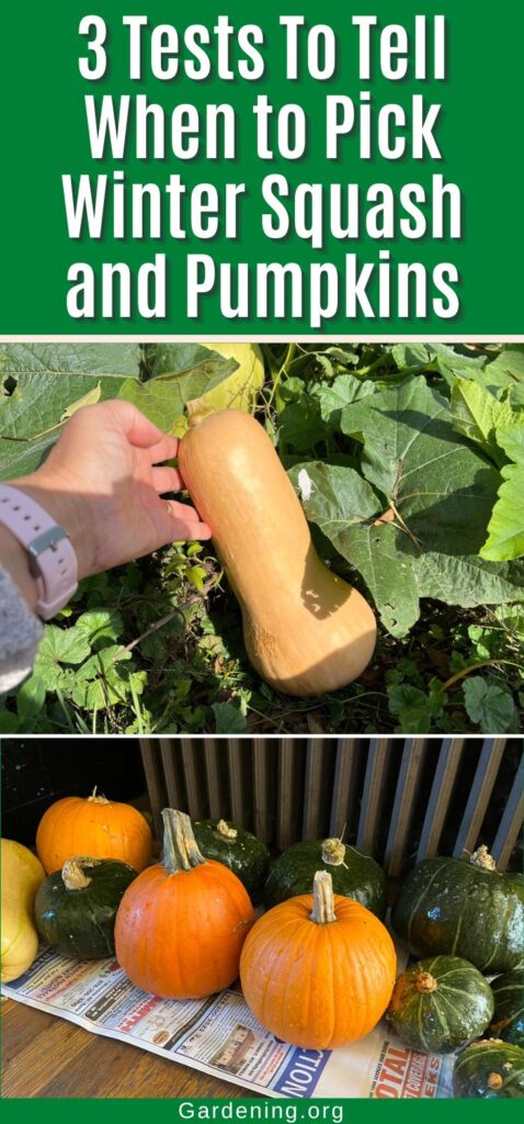 3 Tests To Tell When to Pick Winter Squash and Pumpkins pinterest image