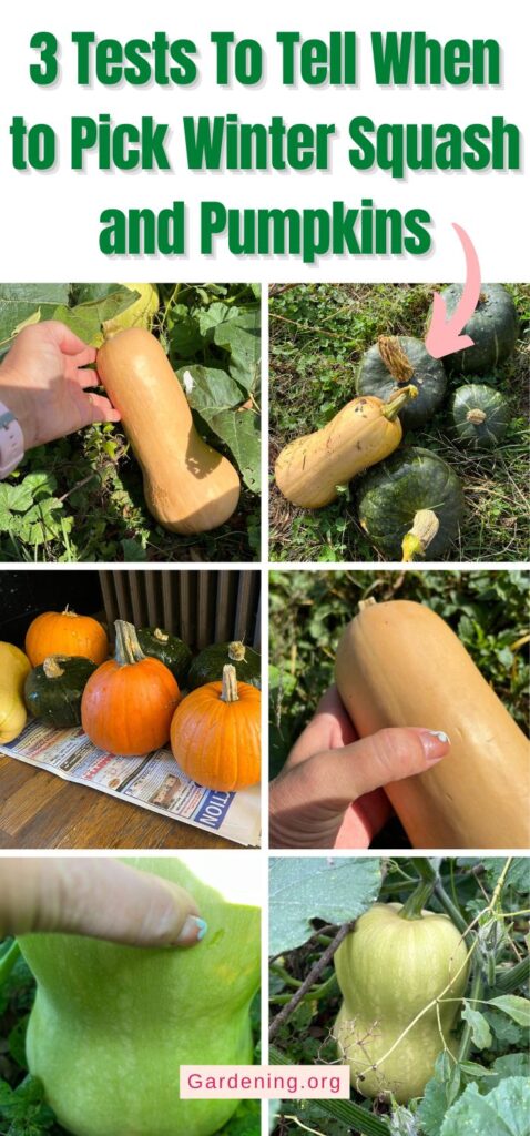 3 Tests To Tell When to Pick Winter Squash and Pumpkins pinterest image