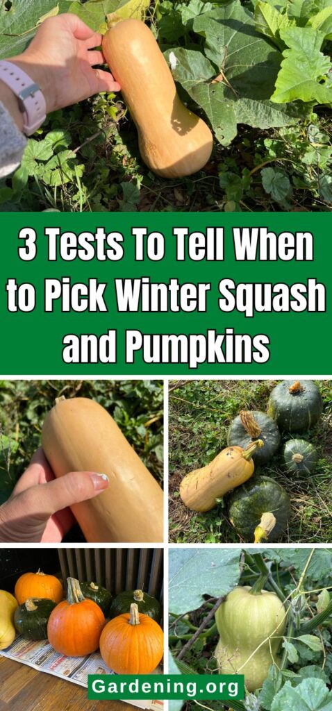 3 Tests To Tell When to Pick Winter Squash and Pumpkins pinterest image