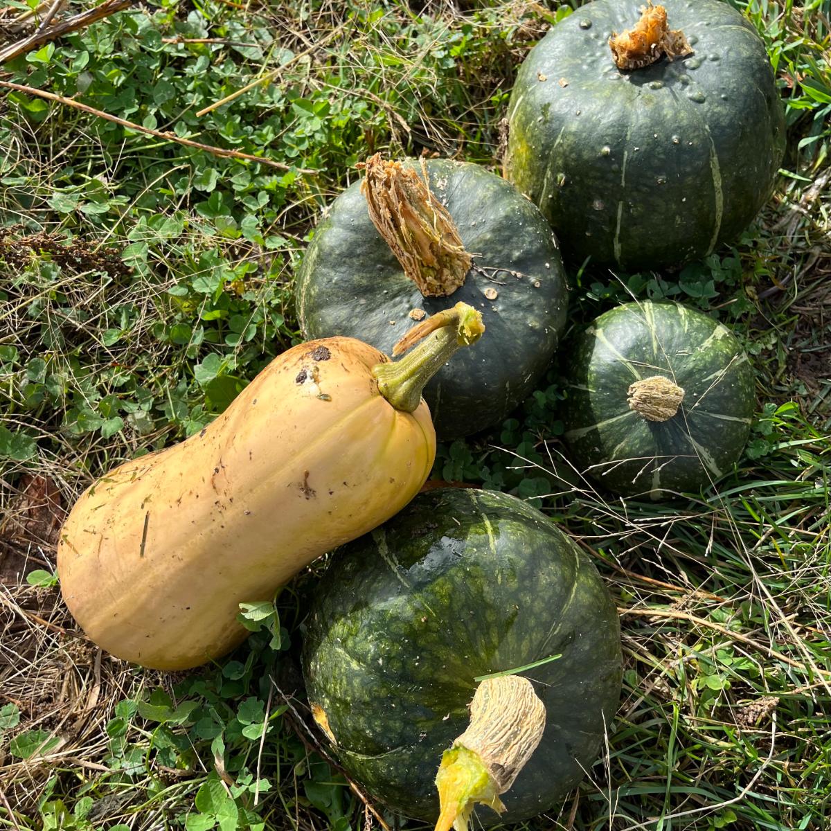 Winter storage squash