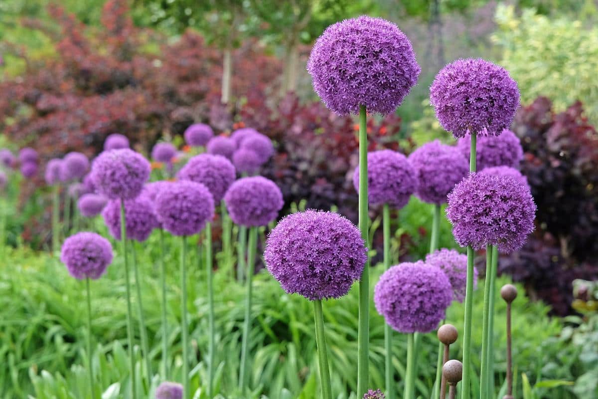 Rodent proof purple alliums