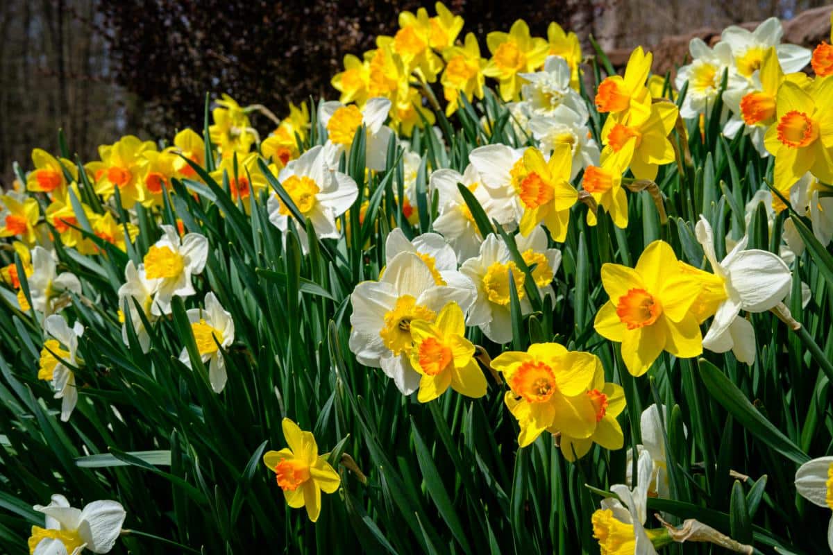 Daffodils in bloom