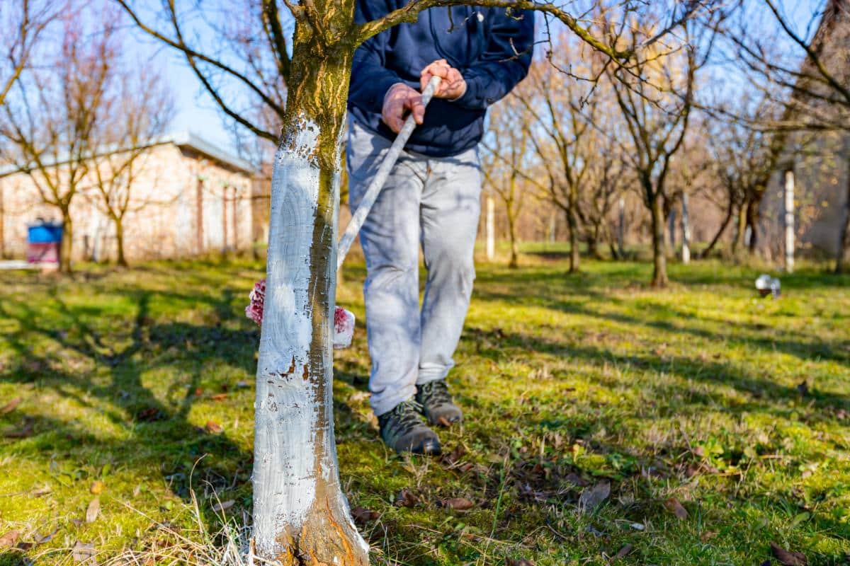 Whitewashing orchard trees