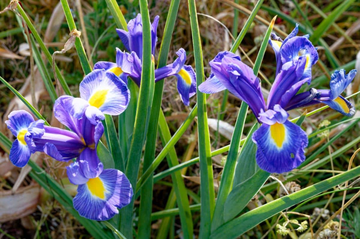 Purple and yellow Dutch irises