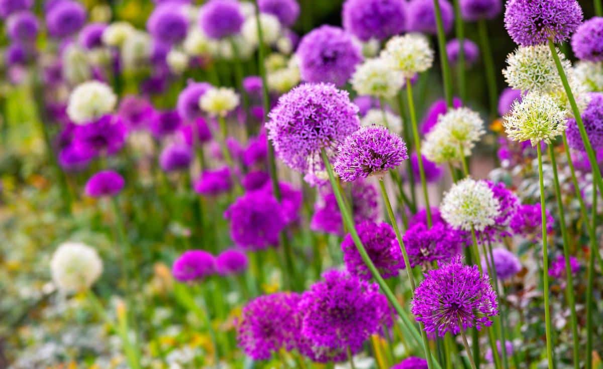 Allium in bloom