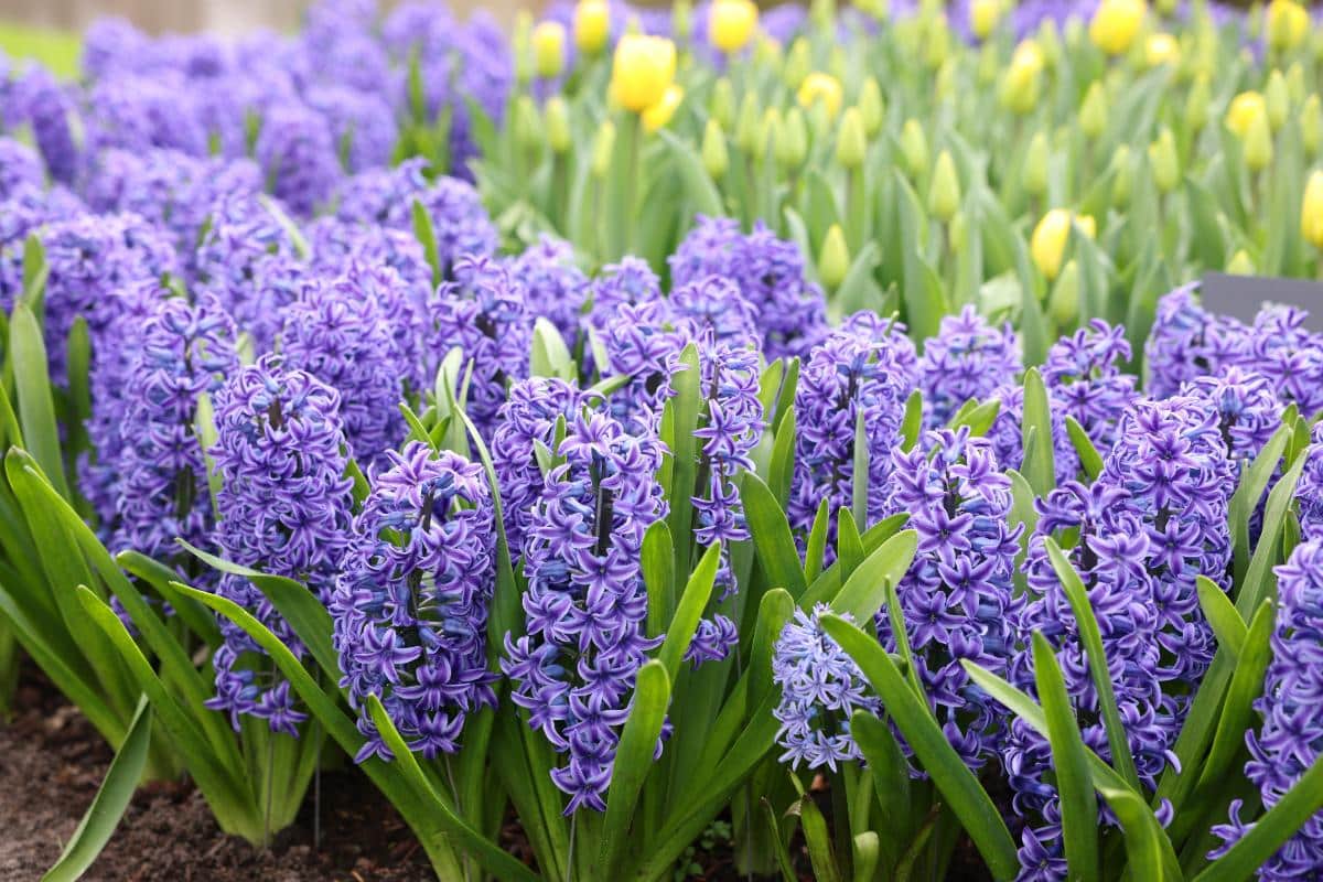 Rodent resistant purple hyacinths