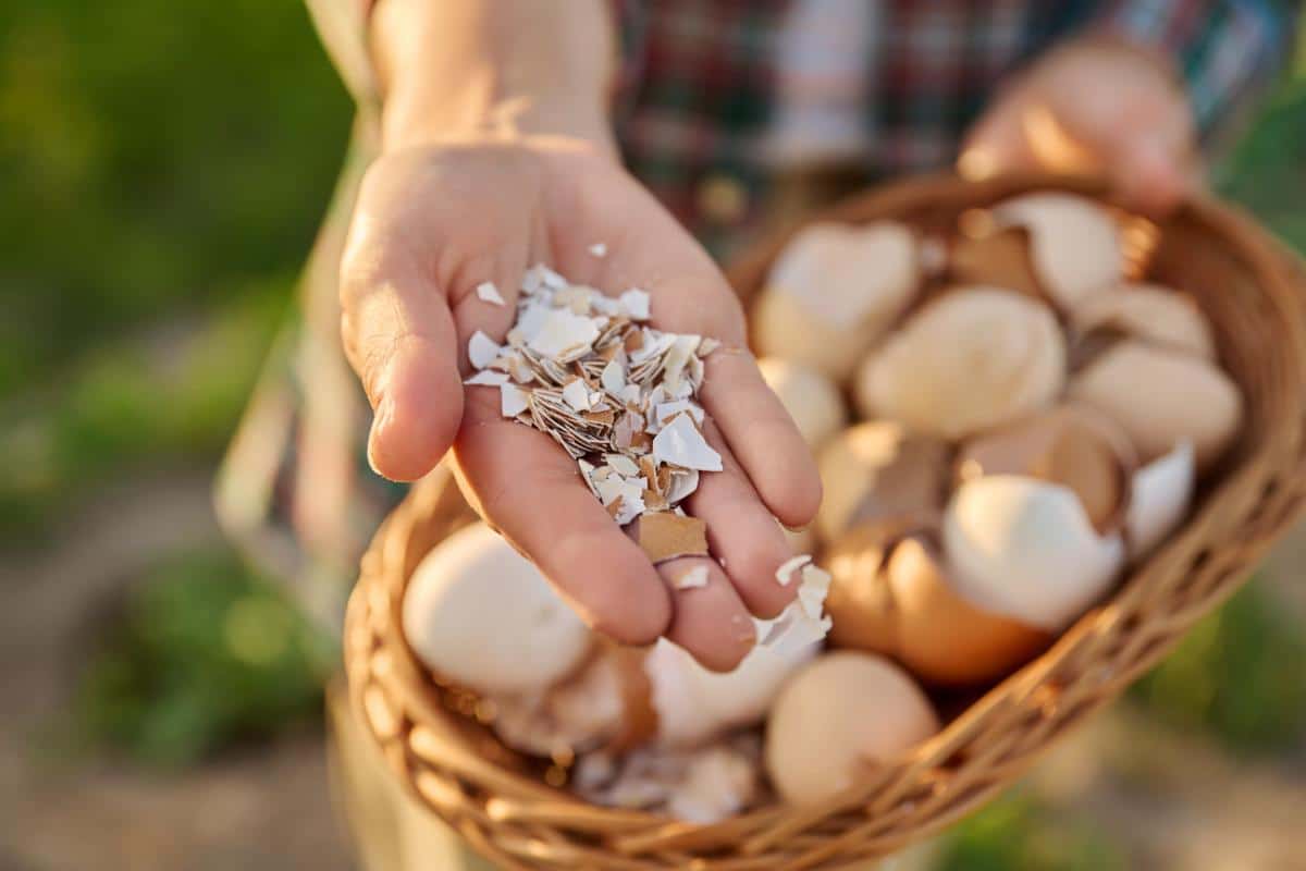 Egg shells used as rodent protecting grit