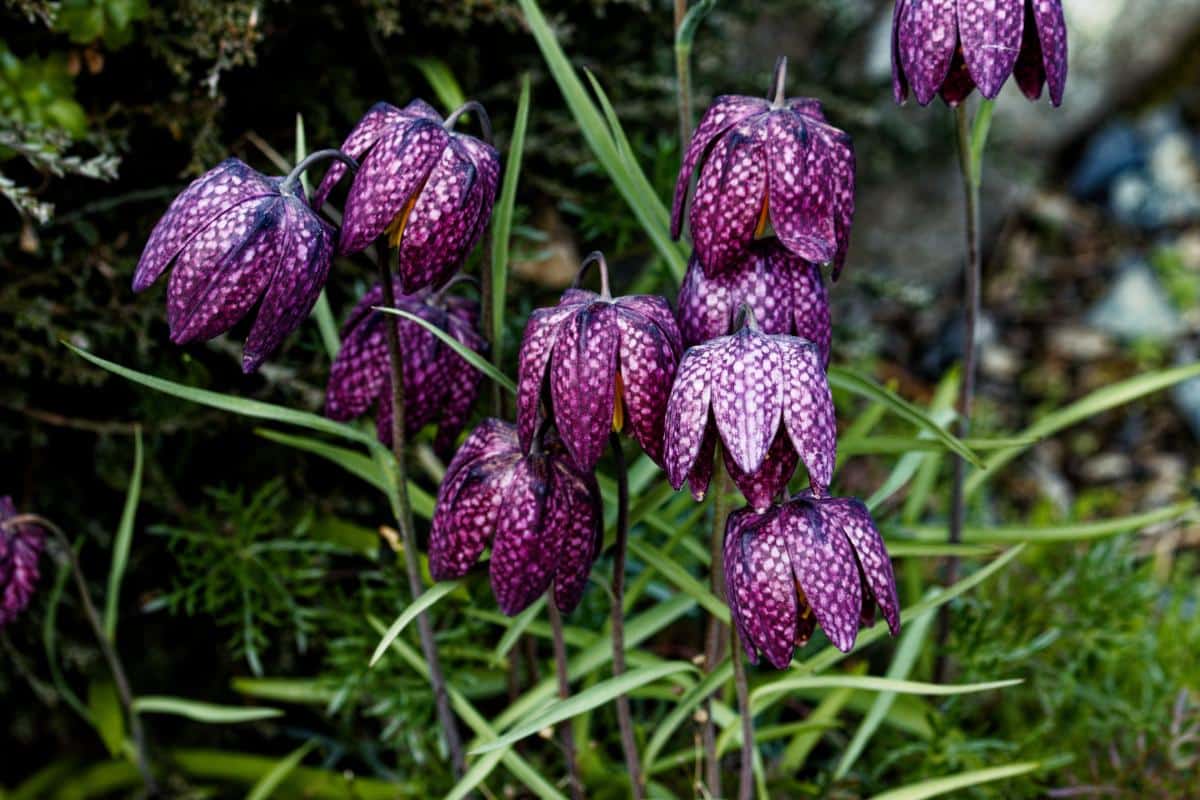 Checkered fritillaria flowers