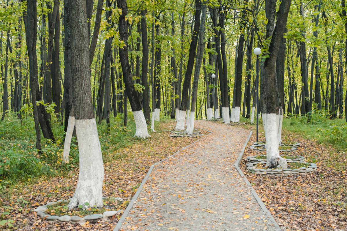 Whitewashed tree trunks on hardwood trees