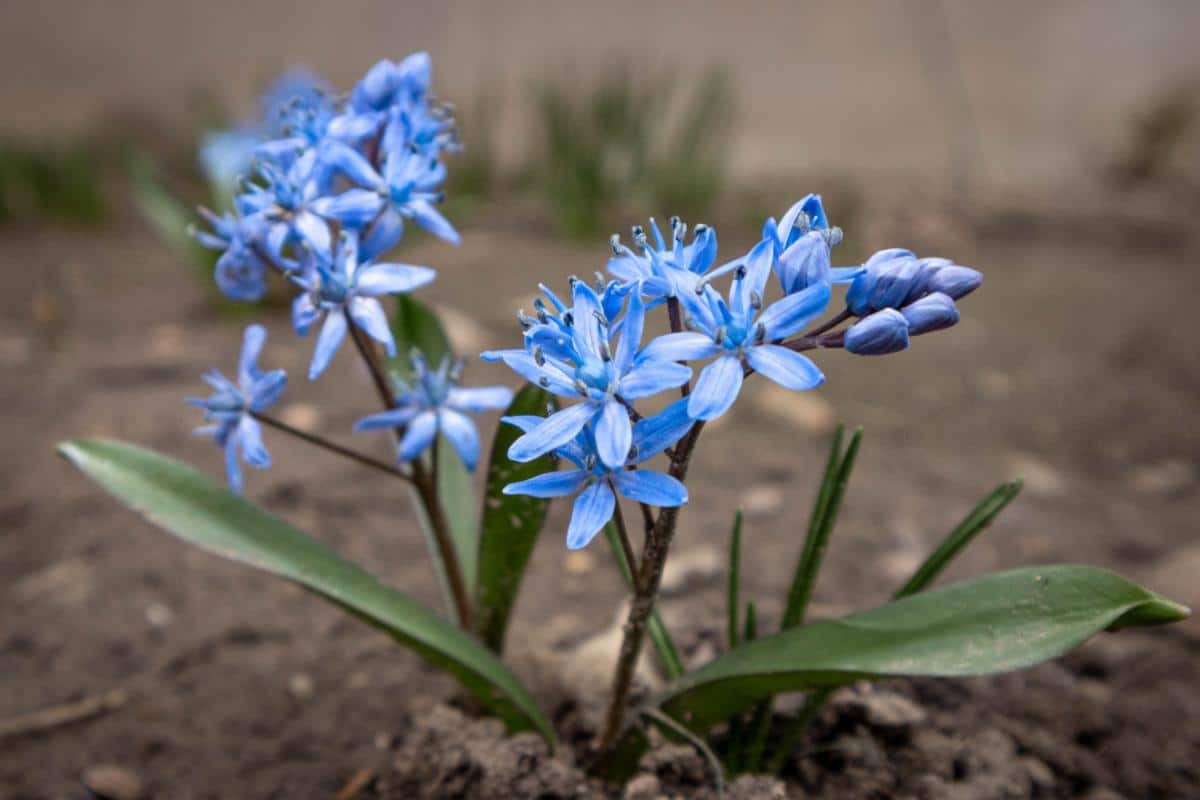 Blue scilla flowers