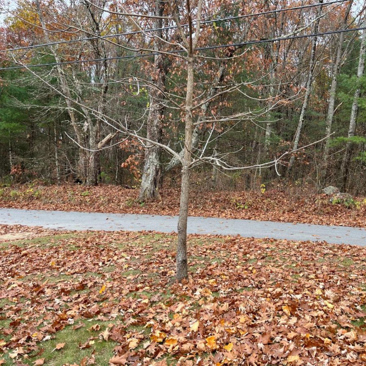 A black walnut tree in a backyard during fall.