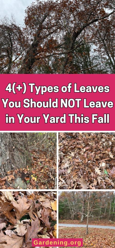 4(+) Types of Leaves You Should NOT Leave in Your Yard This Fall pinterest image