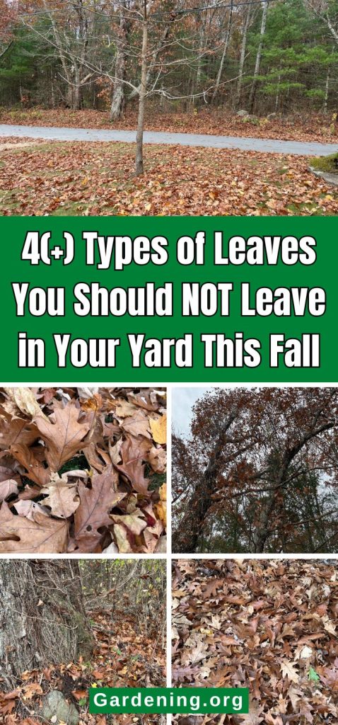 4(+) Types of Leaves You Should NOT Leave in Your Yard This Fall pinterest image