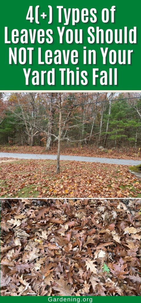 4(+) Types of Leaves You Should NOT Leave in Your Yard This Fall pinterest image