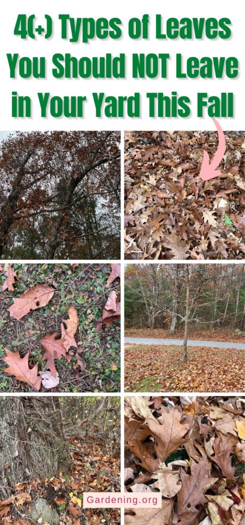 4(+) Types of Leaves You Should NOT Leave in Your Yard This Fall pinterest image