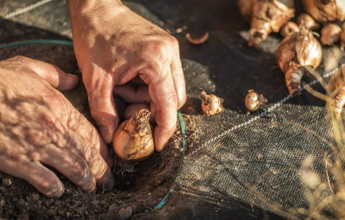 Planting bulbs for overwintering and spring flowers